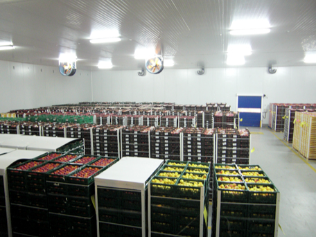 ecuafruits_mayorista-de-frutas-verduras-hortalizas-para-hosteleria-restauracion-empresas_improtacion-de-frutas-exoticas_distribuidor-de-pitahaya_madrid_proveedor-frutas-y-verduras