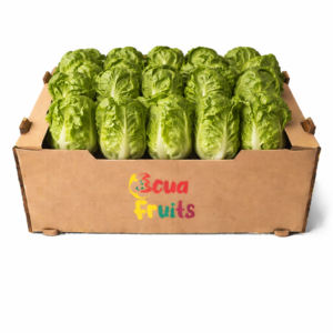 Lechuga Cogollo/ Bandeja