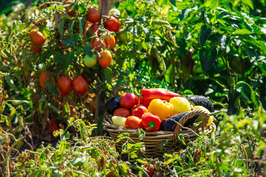 ecuafruits_imporatacion-exportacion_fruta_verdura_tropical_calidad-premium_frutas_1