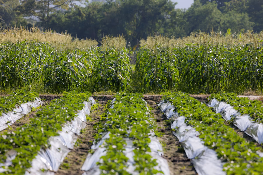 ecuafruits_imporatacion-exportacion_fruta_verdura_tropical_calidad-premium_frutas_2