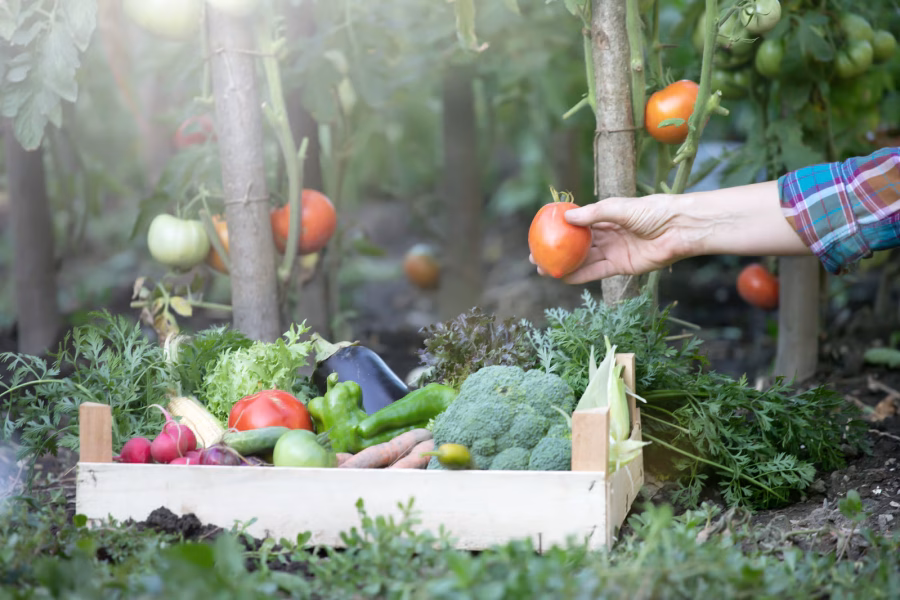 ecuafruits_imporatacion-exportacion_fruta_verdura_tropical_calidad-premium_frutas_3